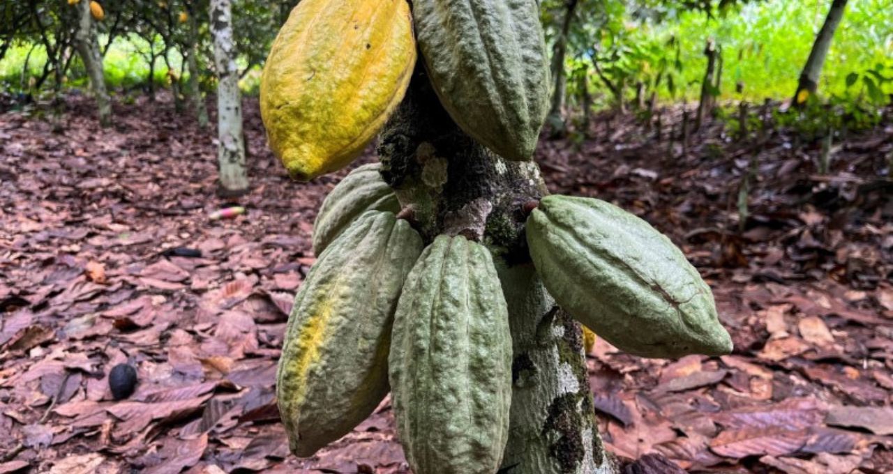 Cacau dispara 5,5% com El Niño ameaçando safra global de 2026