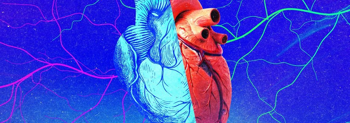 Corações transplantados assumem idade do receptor, minando teoria de rejuvenescimento