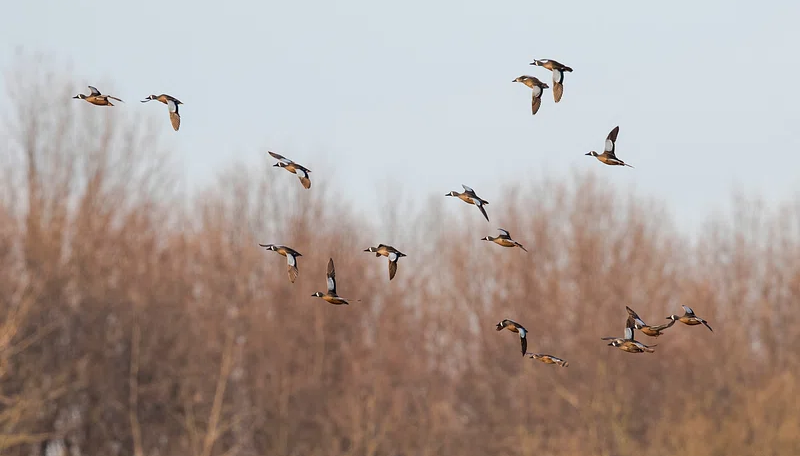 Violência e natureza — por que o legado de Audubon ainda nos desafia