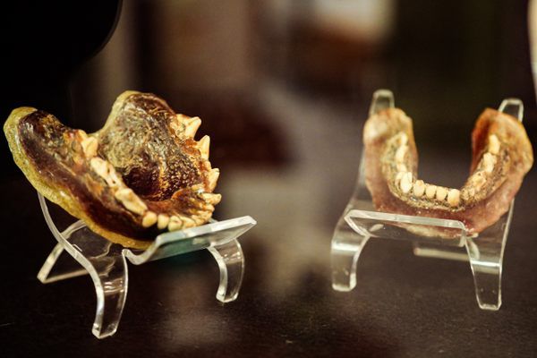Museu da Califórnia Preserva Dentadura de Dentes de Coiote