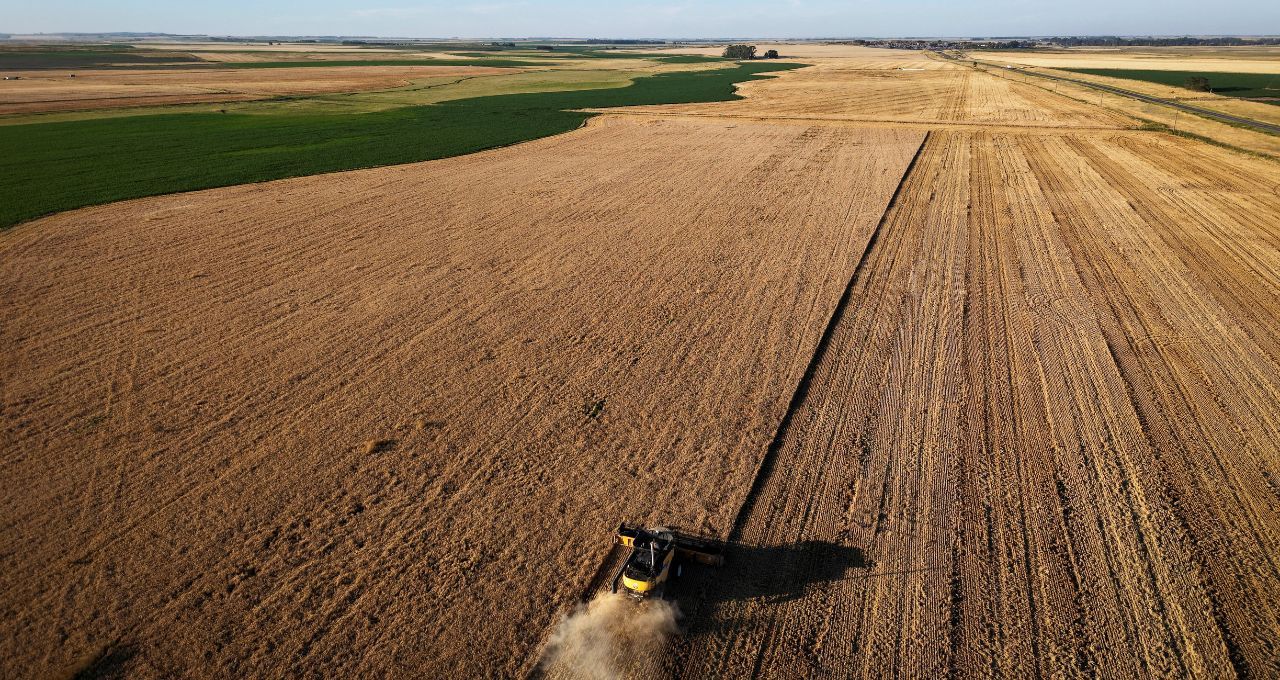 Geadas tardias na Argentina: perdas de até 15% na safra de trigo e alerta para mercado
