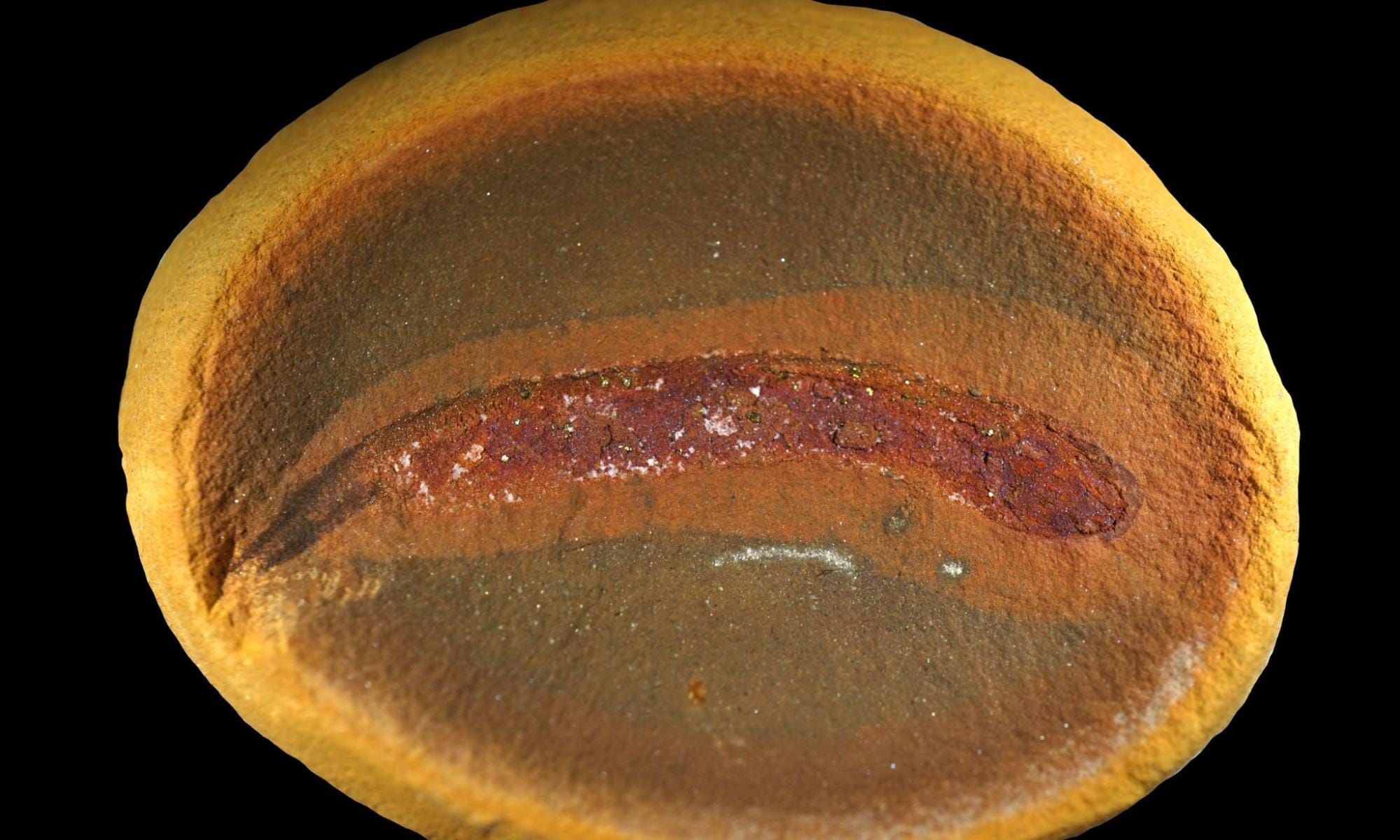 Fósseis de 310 milhões de anos derrubam teoria sobre a transição dos vertebrados para a terra
