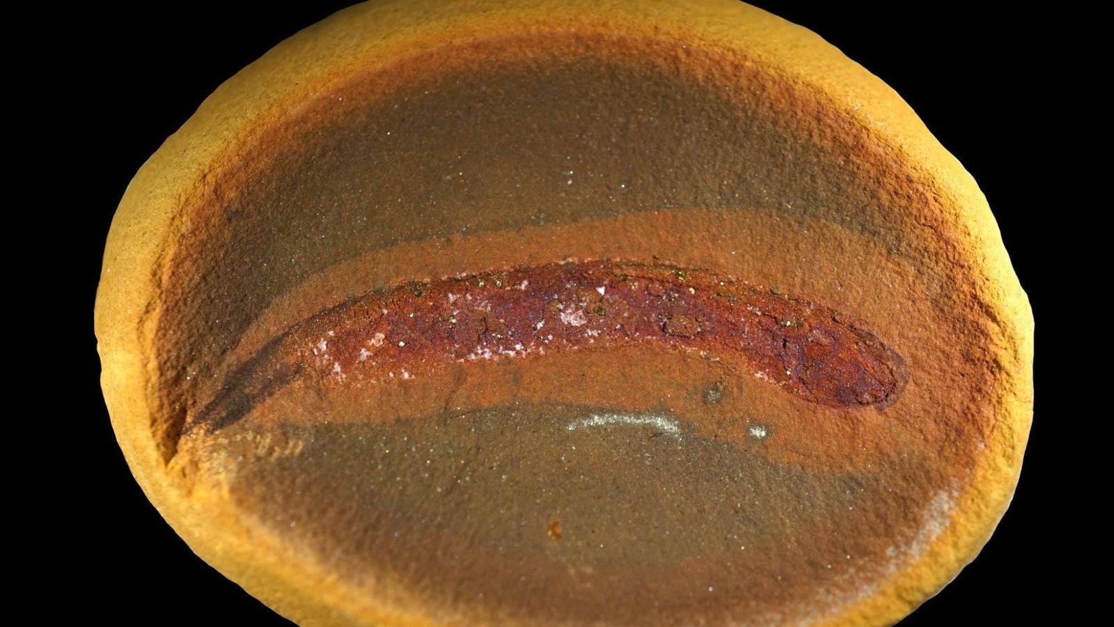Fósseis de 310 milhões de anos derrubam teoria sobre a transição dos vertebrados para a terra