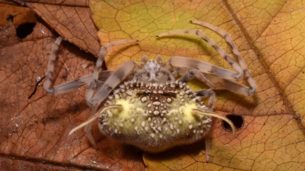 Aranha Taczanowskia waska usa mimetismo de fungo para sobreviver — e caçar