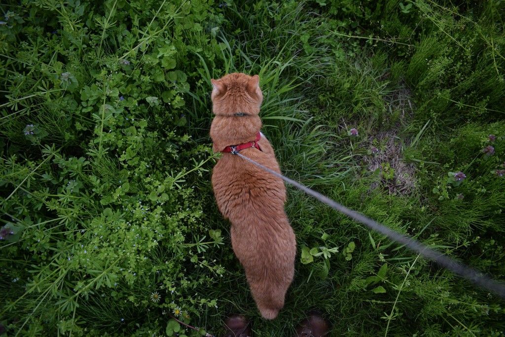 Por que a tendência de passear com gatos ignora a biologia felina