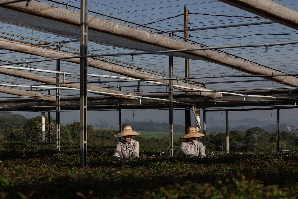 Suzano conclui compra de 51% da Arbex por R$ 6,7 bilhões
