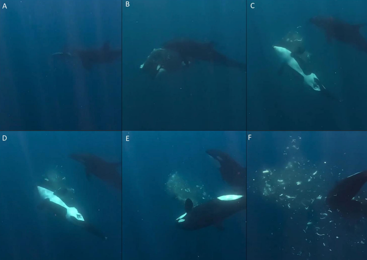 A nova tática das orcas: transformar peixe em confete