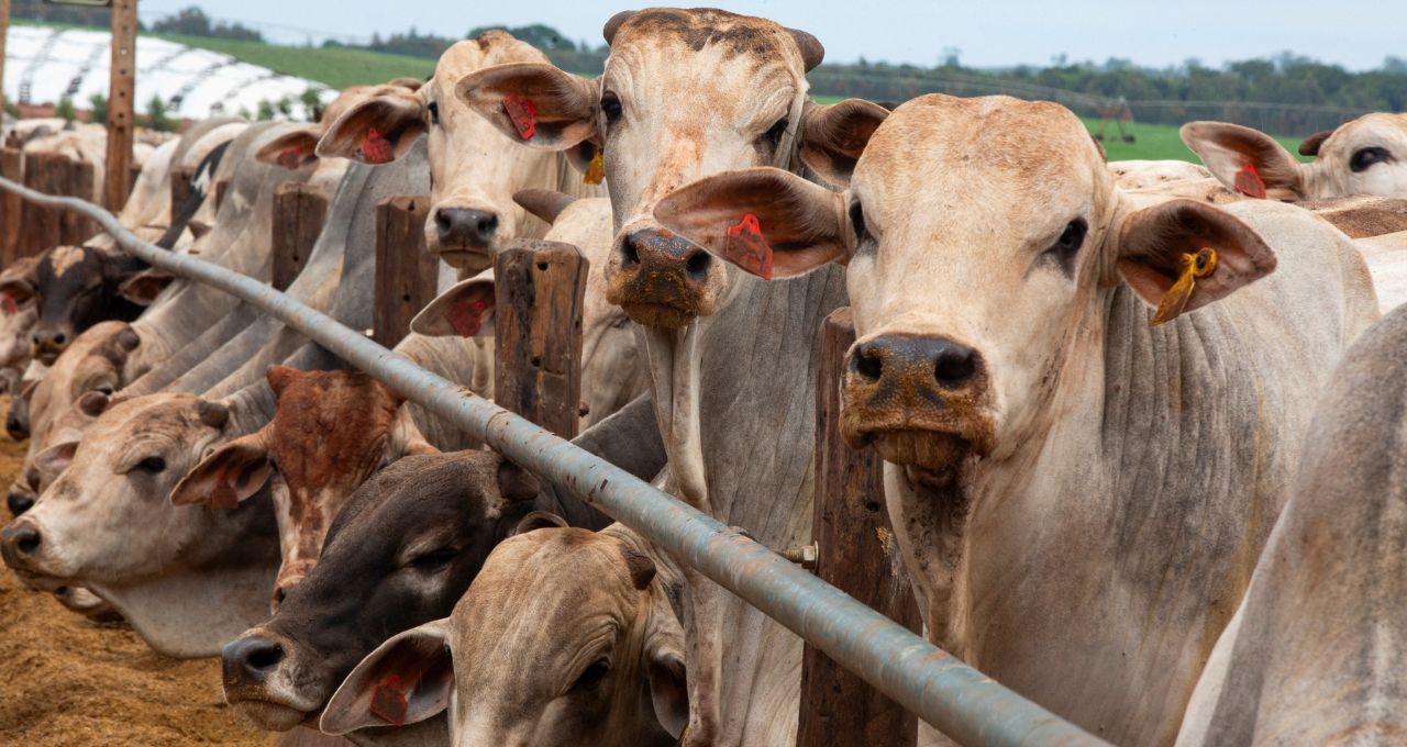 Carne brasileira, porta fechada: a batalha para voltar à Europa