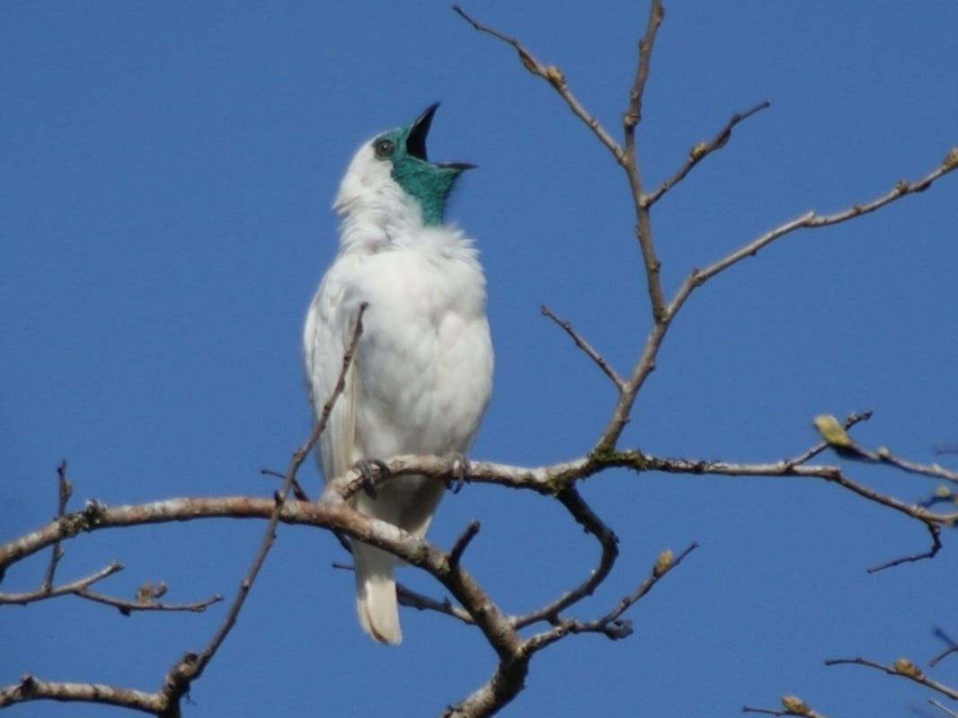 Aves barulhentas: Bellbird e Seriema igualam recorde de 120 decibéis