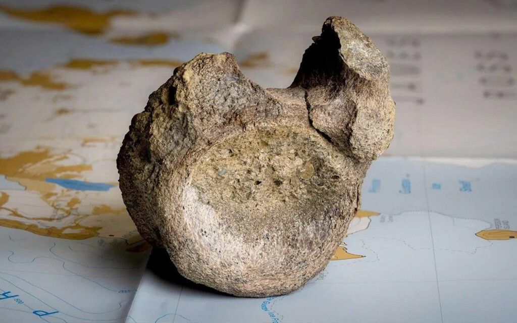 Fóssil de titanosaurio esquecido em gaveta revela Antártida tropical