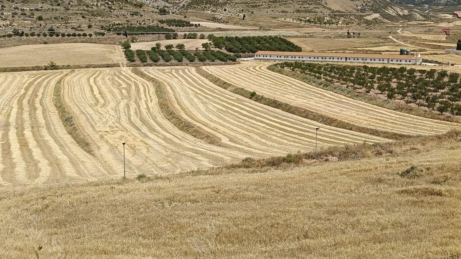 Accoe defende papel logístico do comércio de cereais na Espanha — mercado enfrenta colheita menor