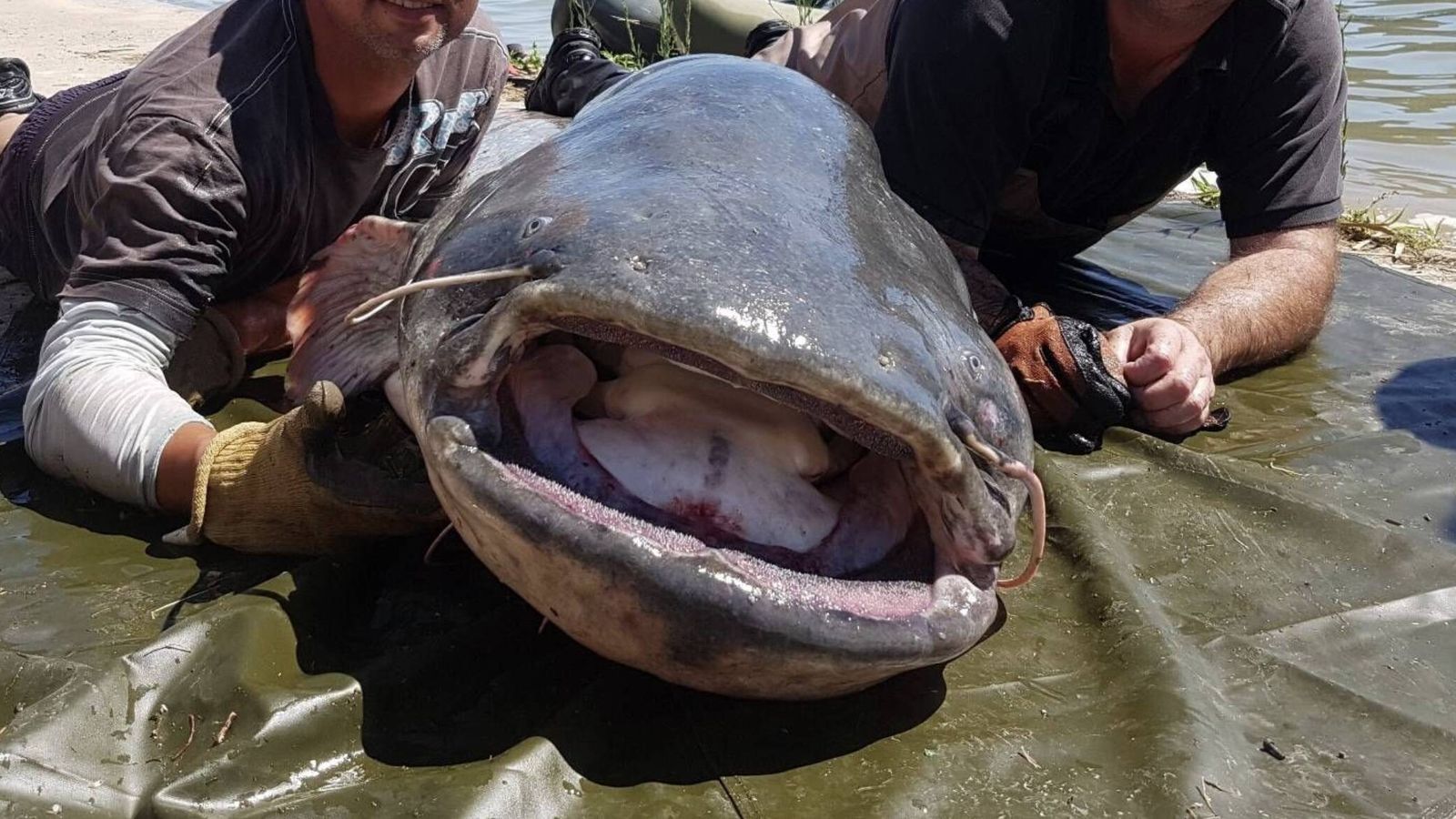 Nível do mar avança sobre Europa com 122 espécies invasoras à espreita