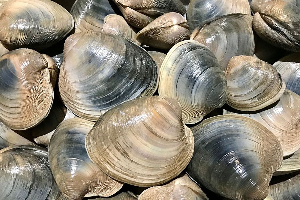 MIT lança plataforma em nuvem para gestão de dados de pesca em Massachusetts