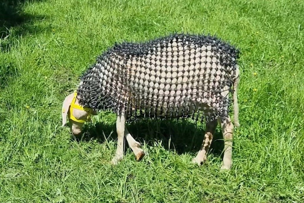 Ovejas acorazadas e a busca desesperada por soluções na convivência com predadores