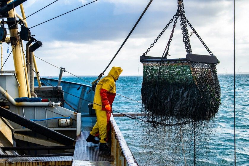O polvo some na Galícia. A frota espanhola? Pesca no Índico