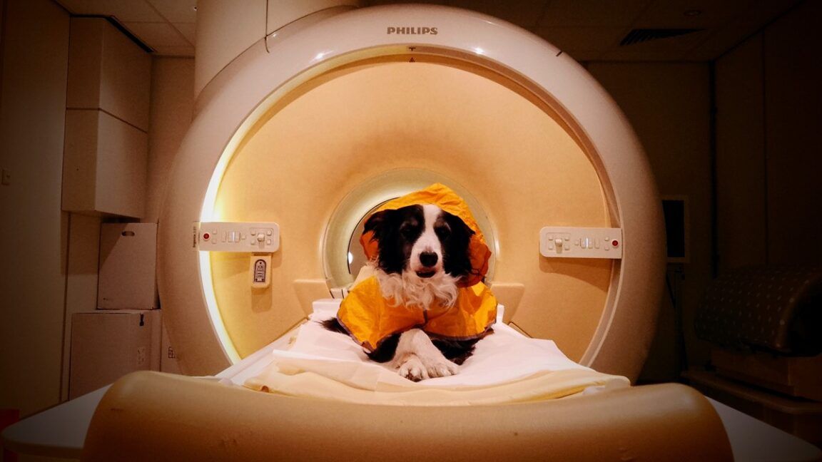 O que seu cachorro já sabia, a ciência agora prova