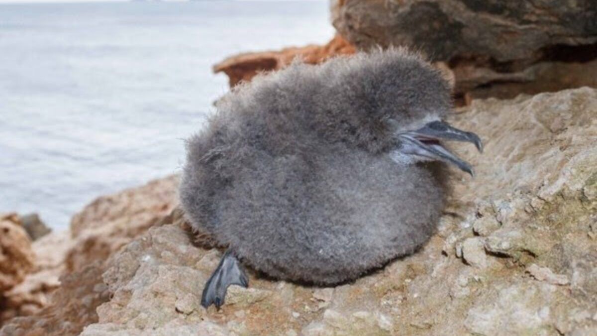 SEO/BirdLife e Endesa iniciam força-tarefa para salvar pardelas nas Baleares