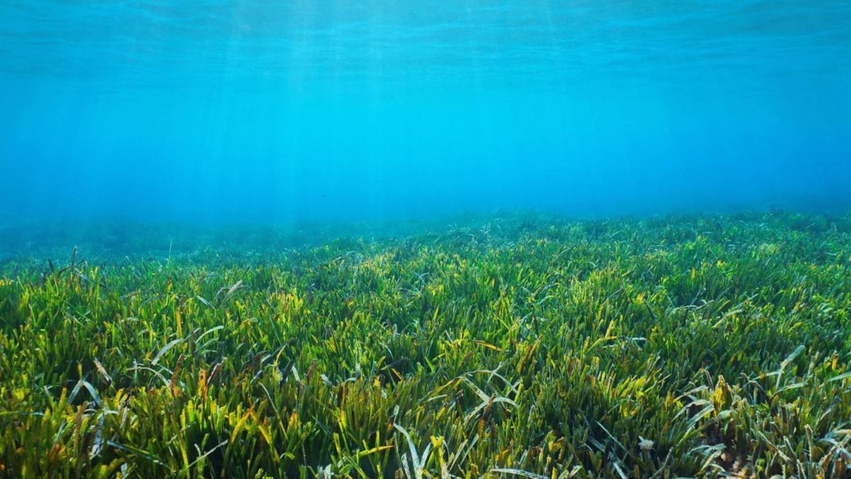 Andaluzia protege posidonia com 25 fundeios ecológicos