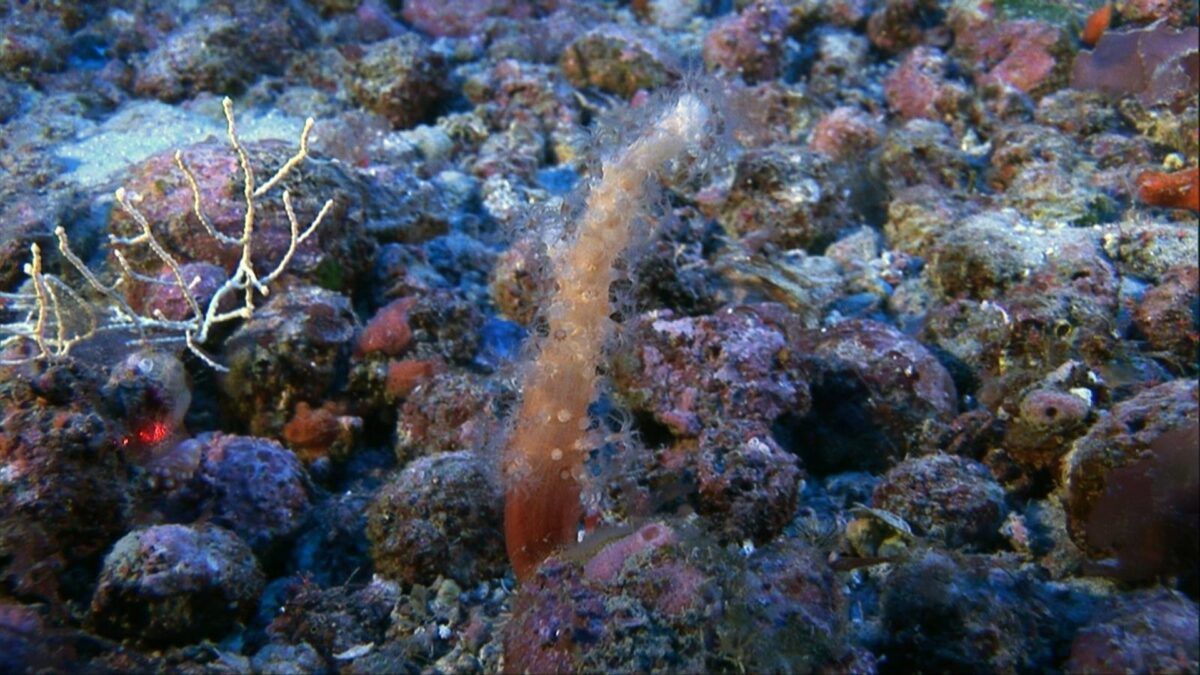 O sumidouro de carbono que ninguém via: uma alga milenar no Mediterrâneo