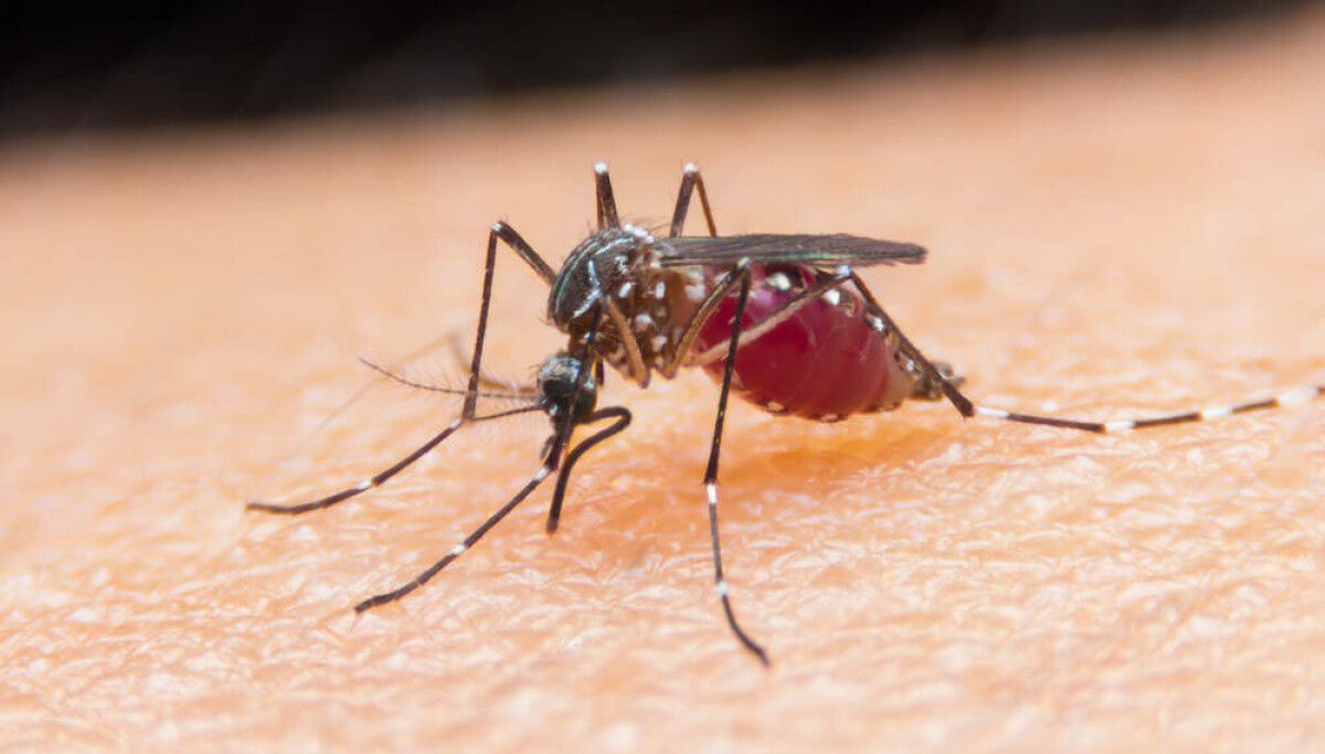 A arma a laser contra mosquitos que virou dor de cabeça