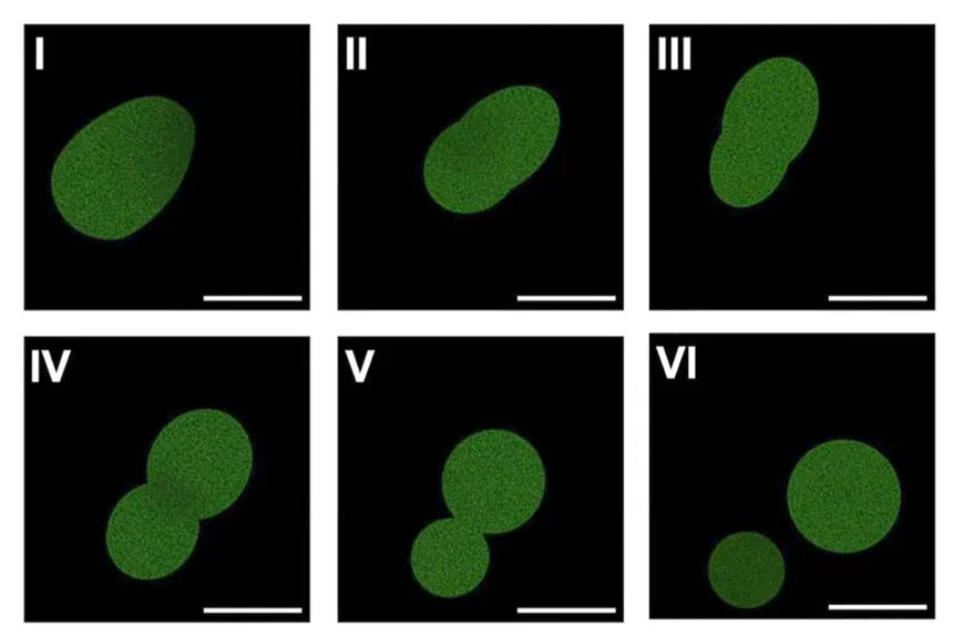 Cientistas criam SpudCell — a primeira célula artificial que se replica em laboratório