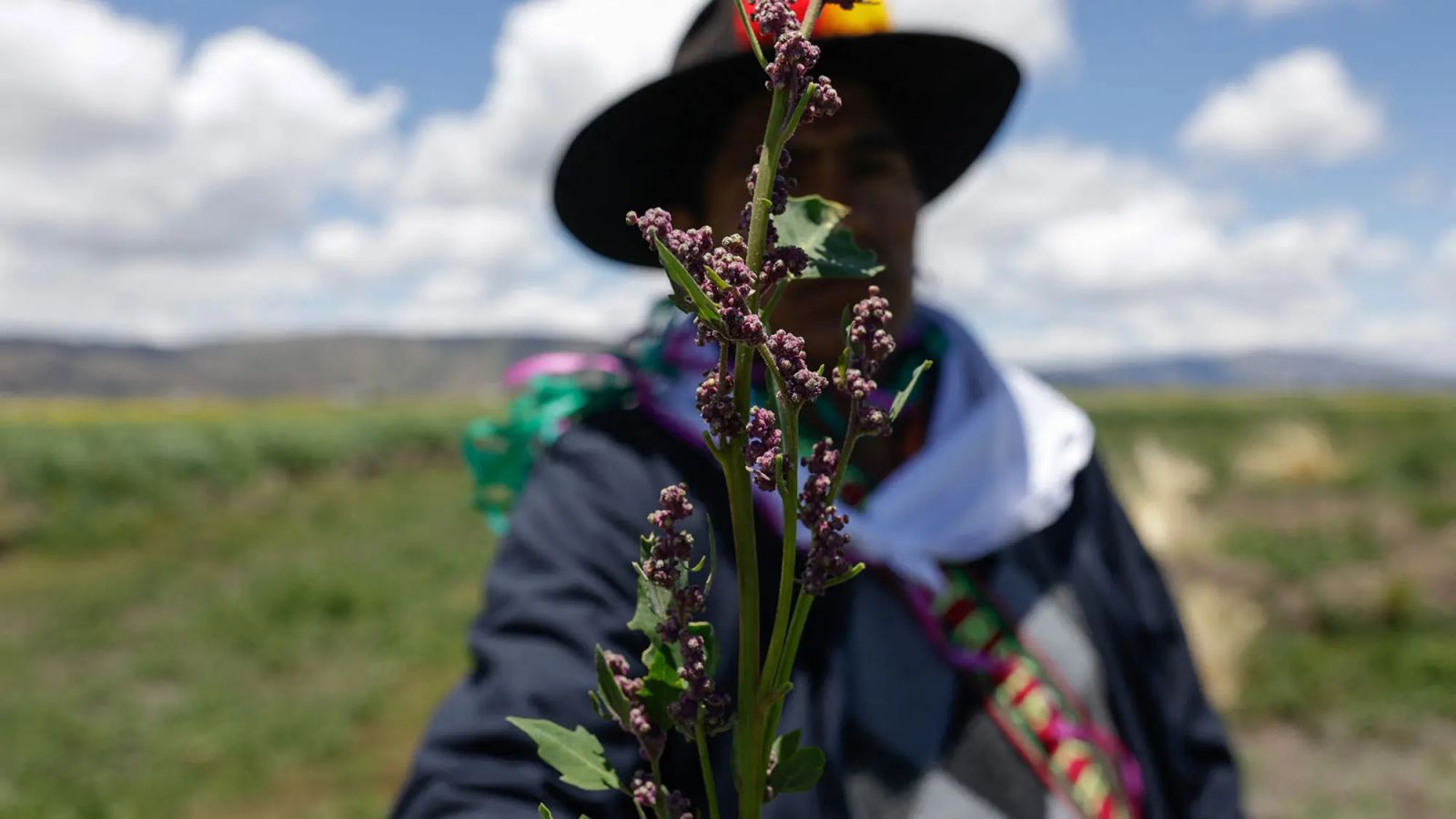 Consumidores aceitam pagar mais por vinhos resistentes ao clima