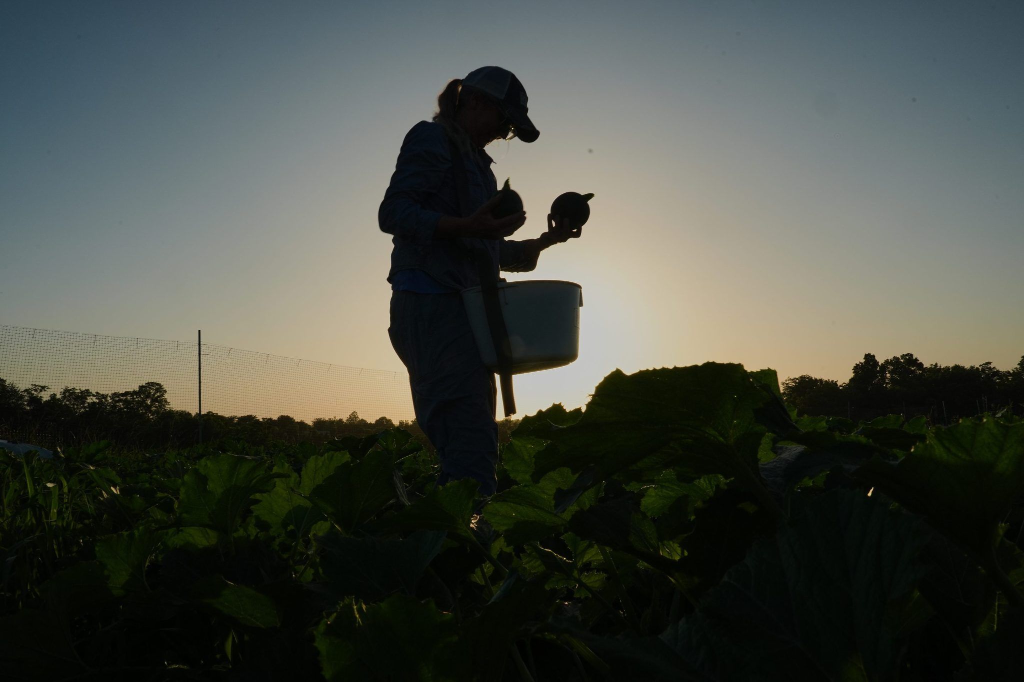 Mudanças climáticas forçam agricultores a redesenhar a produção — e o seguro rural falha
