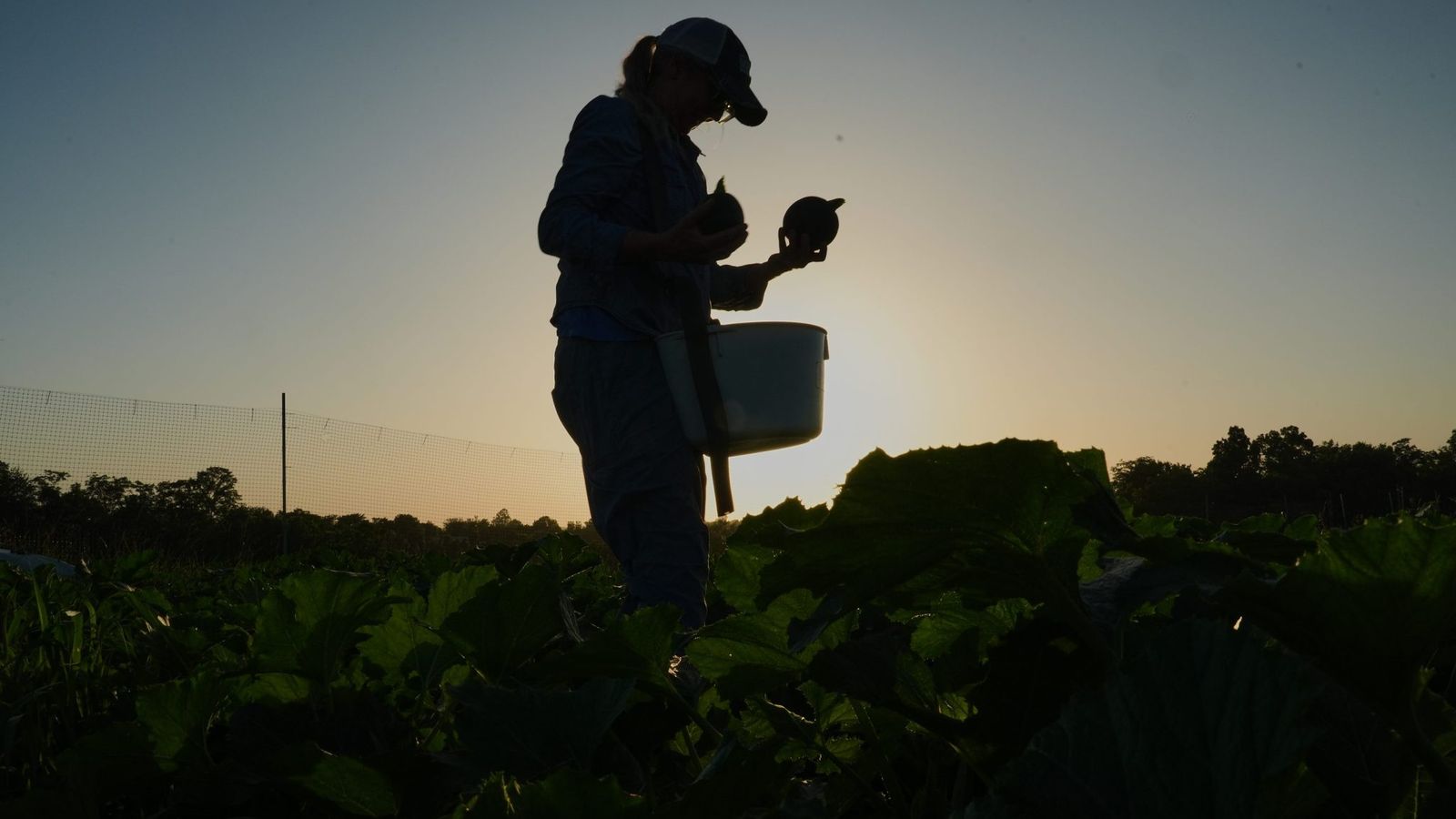Mudanças climáticas forçam agricultores a redesenhar a produção — e o seguro rural falha