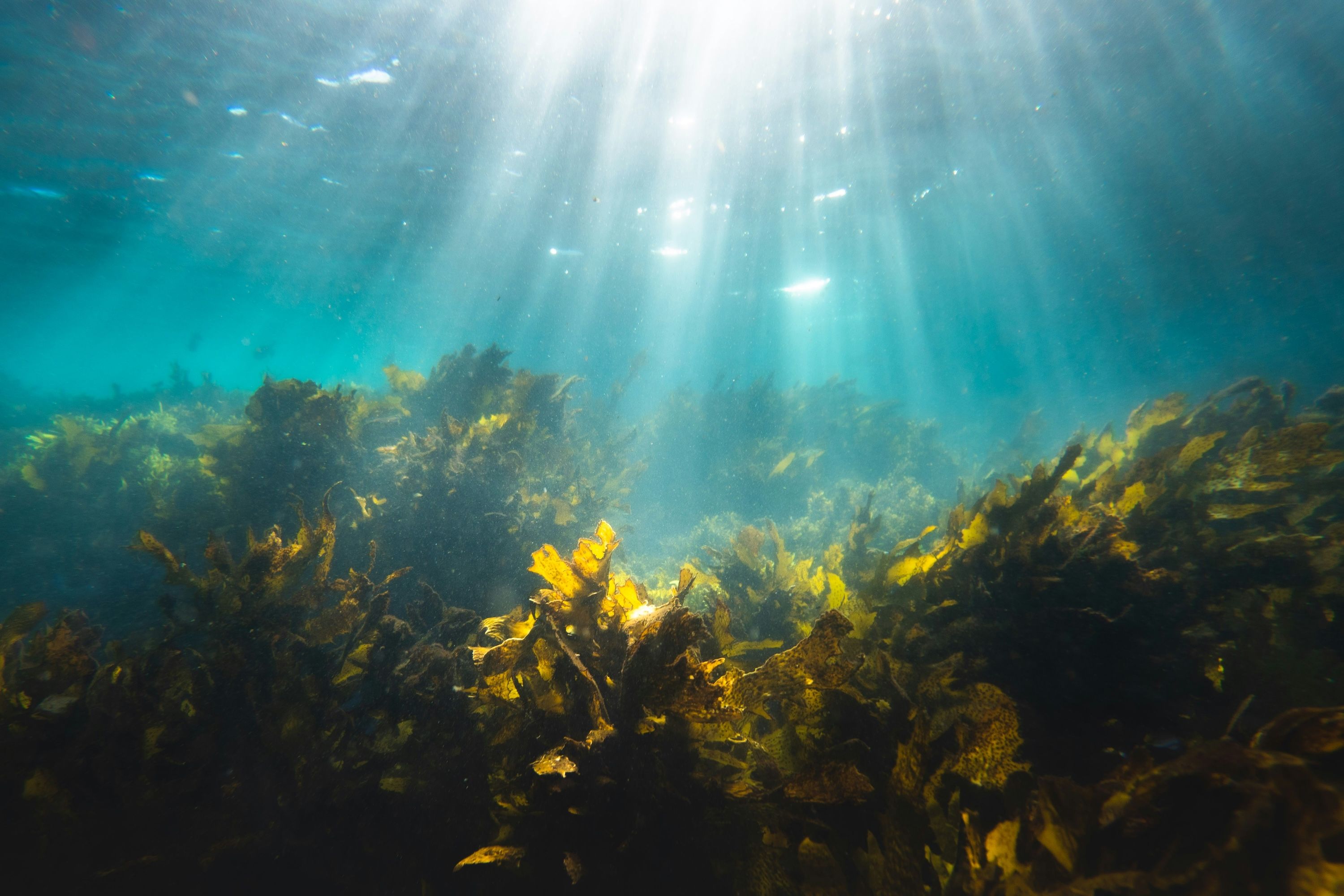 A divisão de trabalho que afunda carbono no oceano