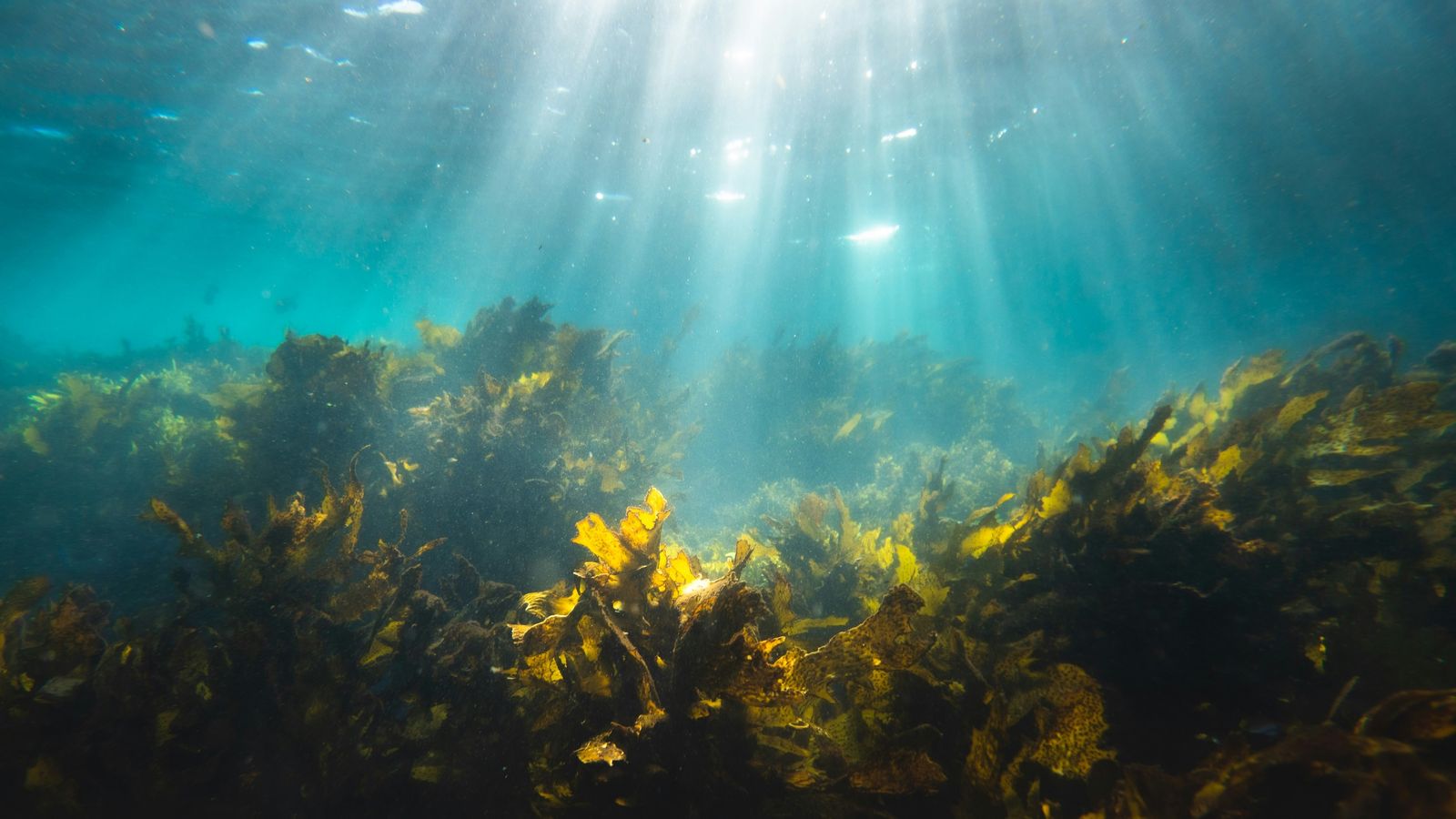 A divisão de trabalho que afunda carbono no oceano