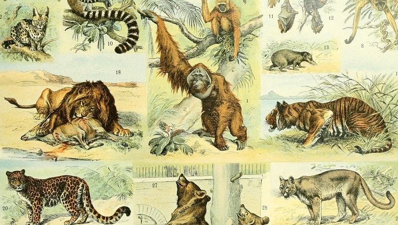 Mapas multiespécies revelam a infraestrutura invisível de animais em campus universitário