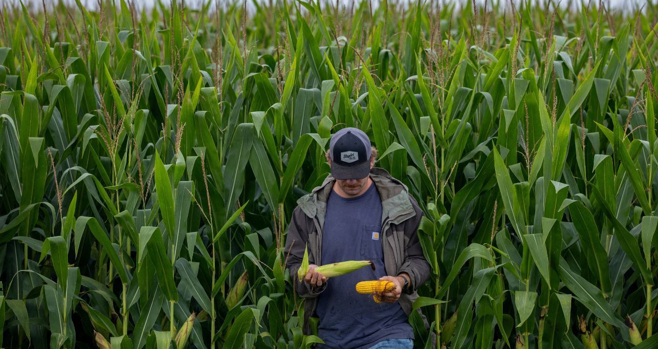 Produtores de milho em Mato Grosso travam vendas antecipadas por medo do El Niño