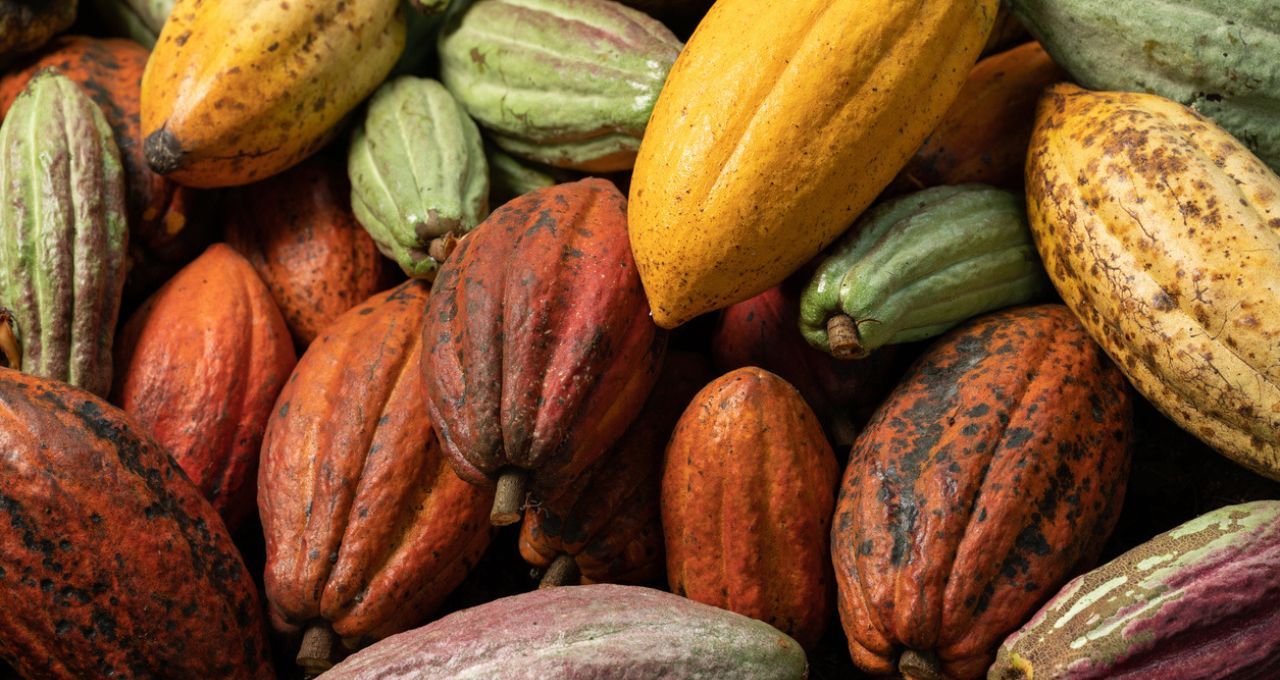 Cacau dispara na bolsa ICE com receio de super El Niño