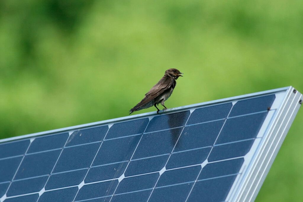 IA derruba mito sobre parques solares e fauna — dados revelam refúgio inesperado