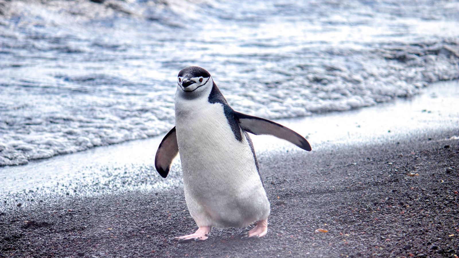 Excrementos de pinguins na Antártida liberam 490 mil toneladas de metano