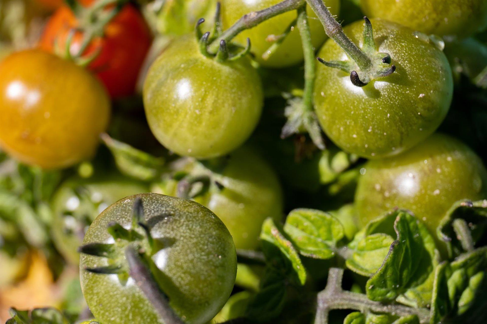 Onda de calor em Extremadura ameaça R$ 275 milhões em safras de milho e tomate
