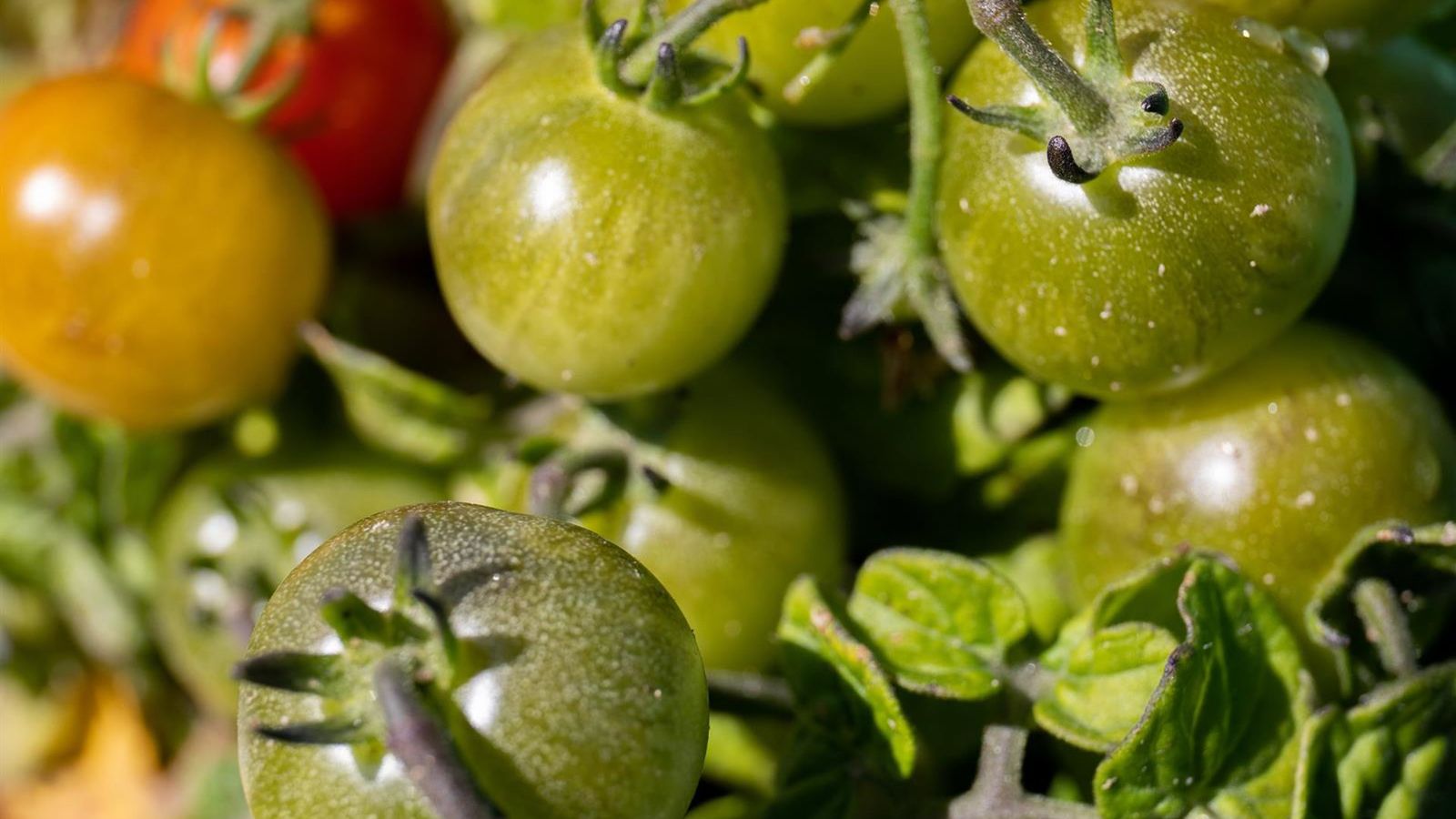 Onda de calor em Extremadura ameaça R$ 275 milhões em safras de milho e tomate