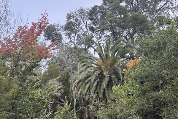 Sanatório fantasma: as ruínas do Grand Vista na Califórnia