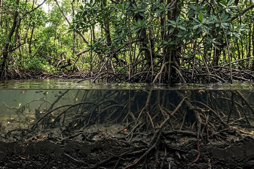 A caixa-forte de carbono que o mundo destrói para plantar camarão
