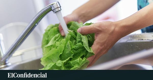 A alface com alma de porco: a nova fronteira da foodtech