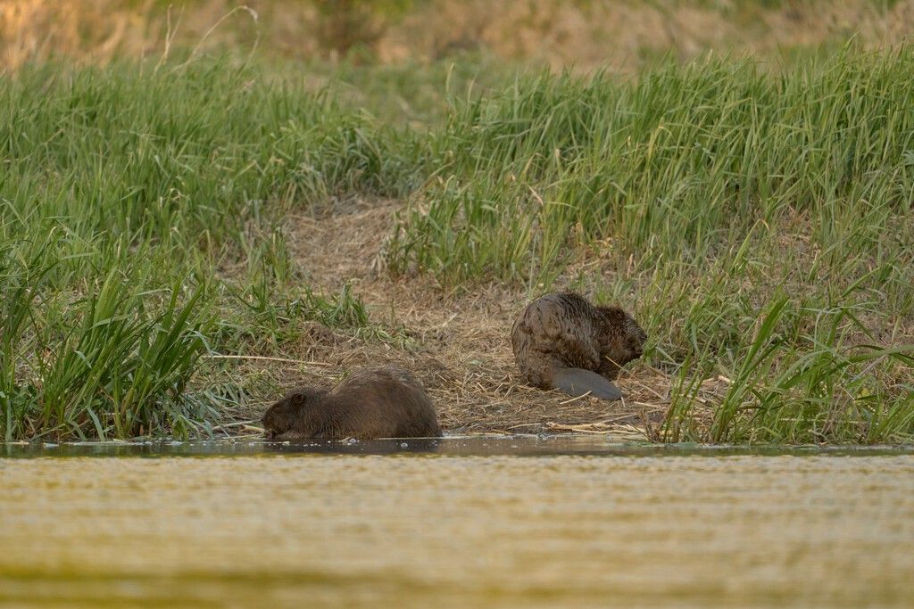 Castores argentinos viram maior alteração paisagística em milênios