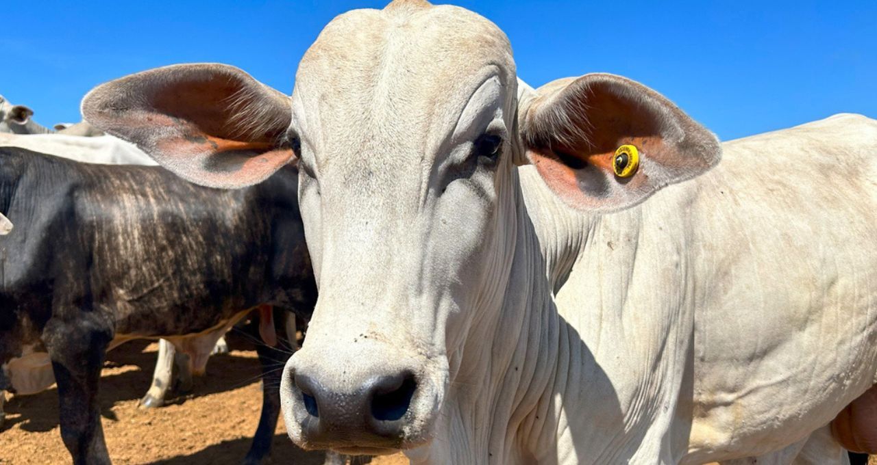 Brasil consome 65% da cota de carne na China e alerta para barreira tarifária