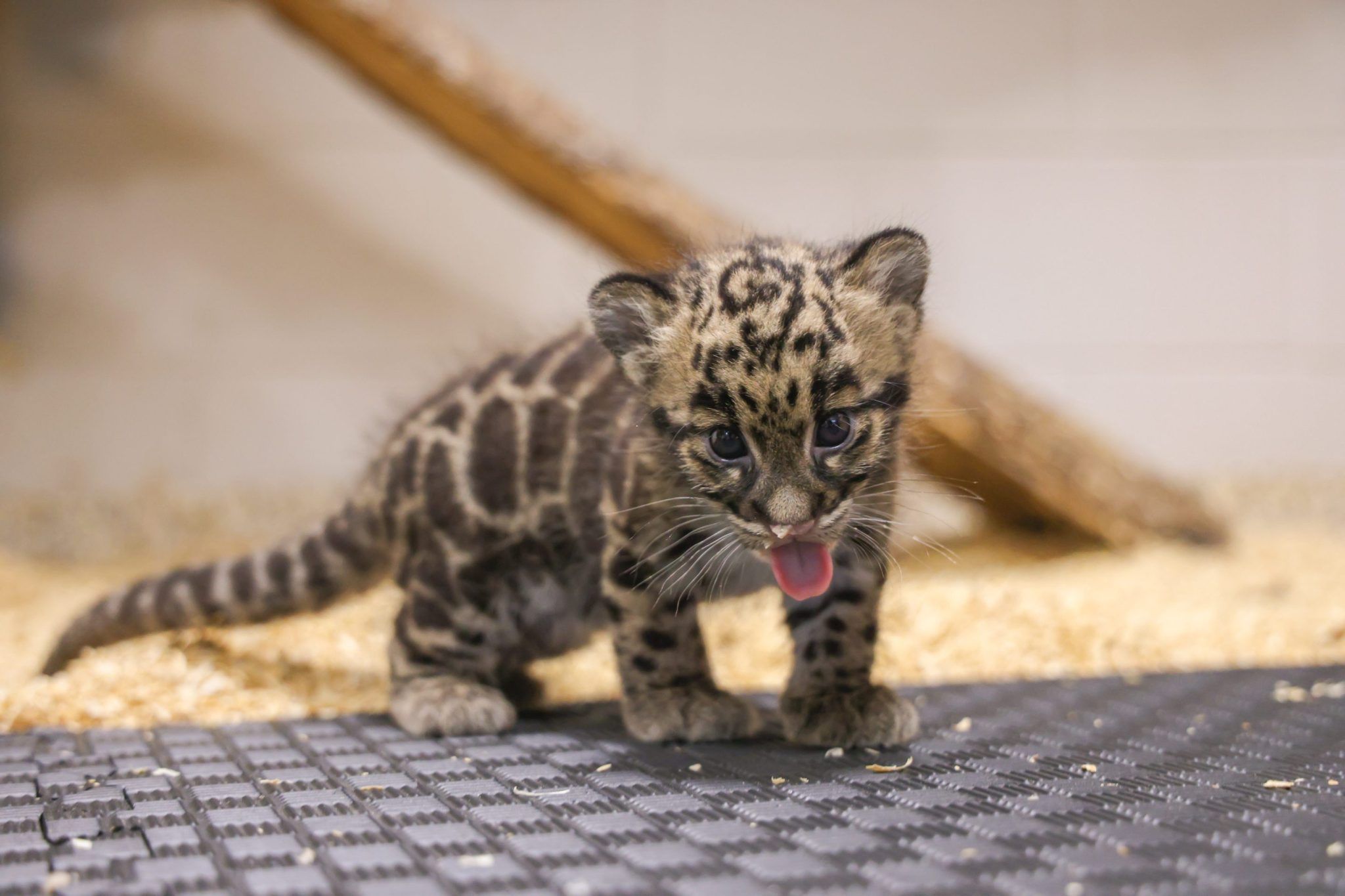 Nashville Zoo trava batalha contra data center — e Brad Paisley lidera o protesto
