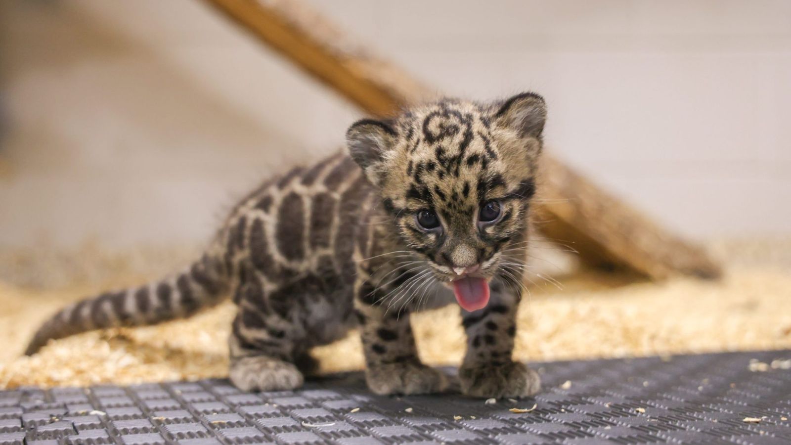 Nashville Zoo trava batalha contra data center — e Brad Paisley lidera o protesto