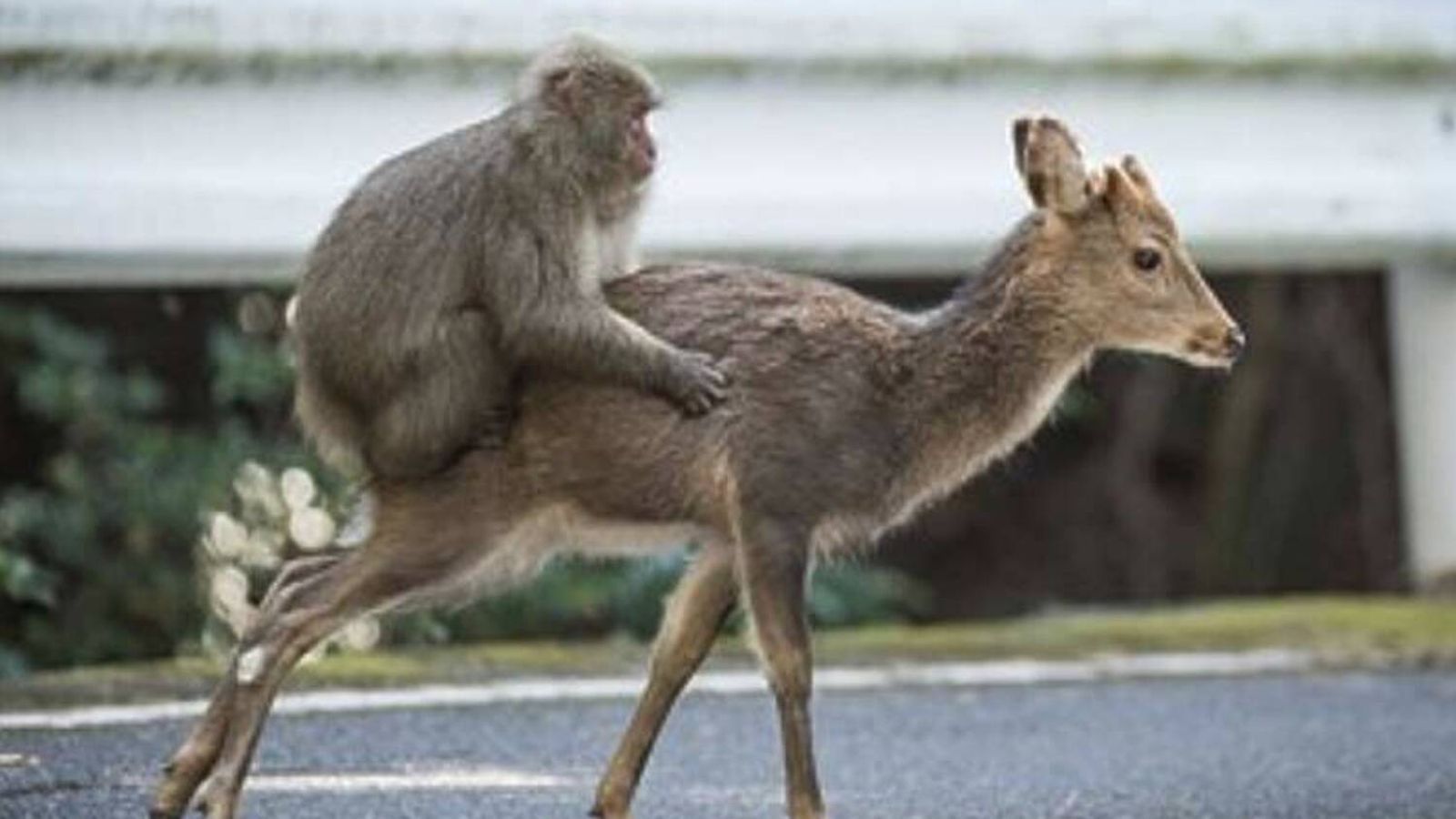 Primatas e outras espécies: o que a amizade interespécies revela sobre a origem das mascotas