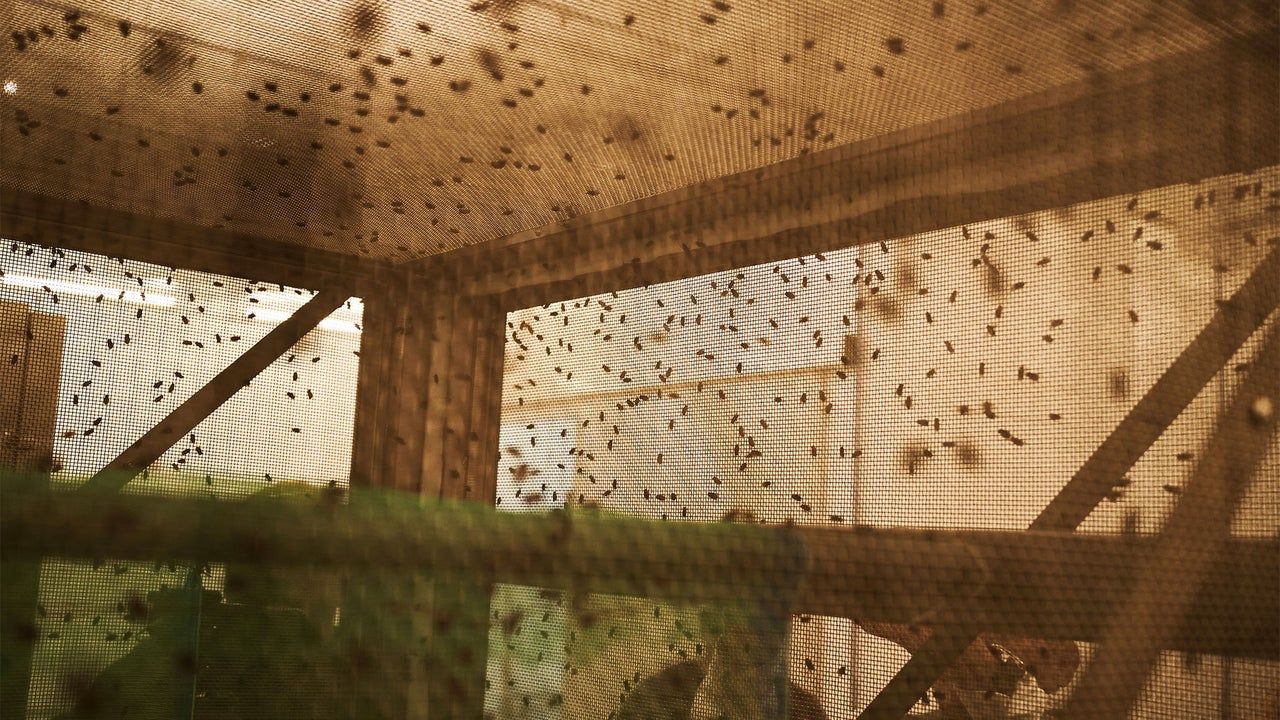 USDA inaugura fábrica no México para liberar 180 milhões de moscas estéreis