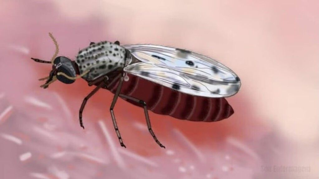 Vírus Shamonda, disseminado por insetos na pecuária, registra primeiro caso humano na Europa