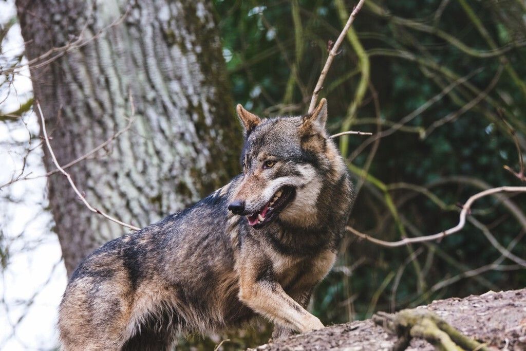Lobos se aproximam de vilas na Galícia; ganadeiros temem por segurança