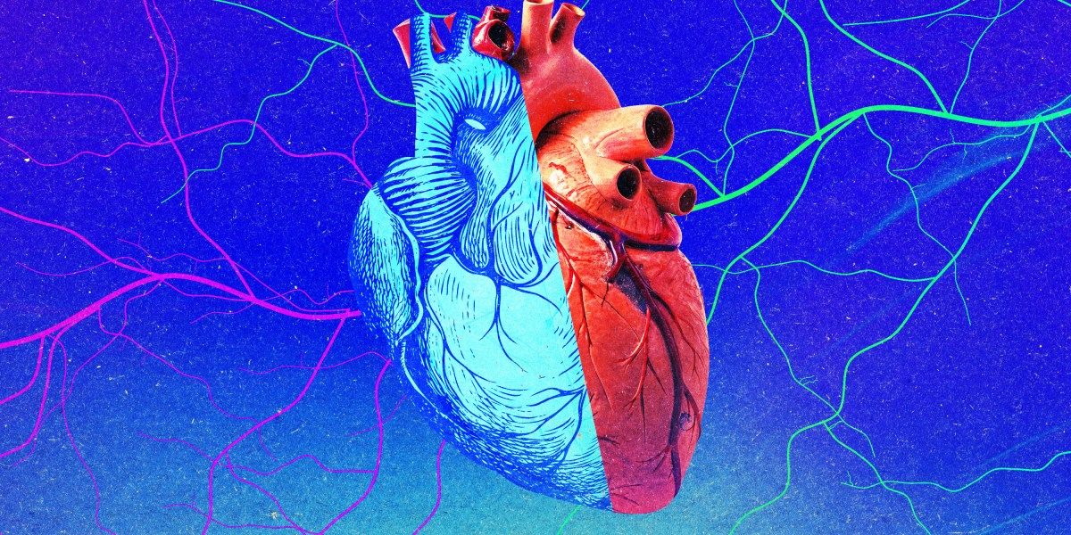 Coração jovem adota idade do receptor; imortalidade segue distante