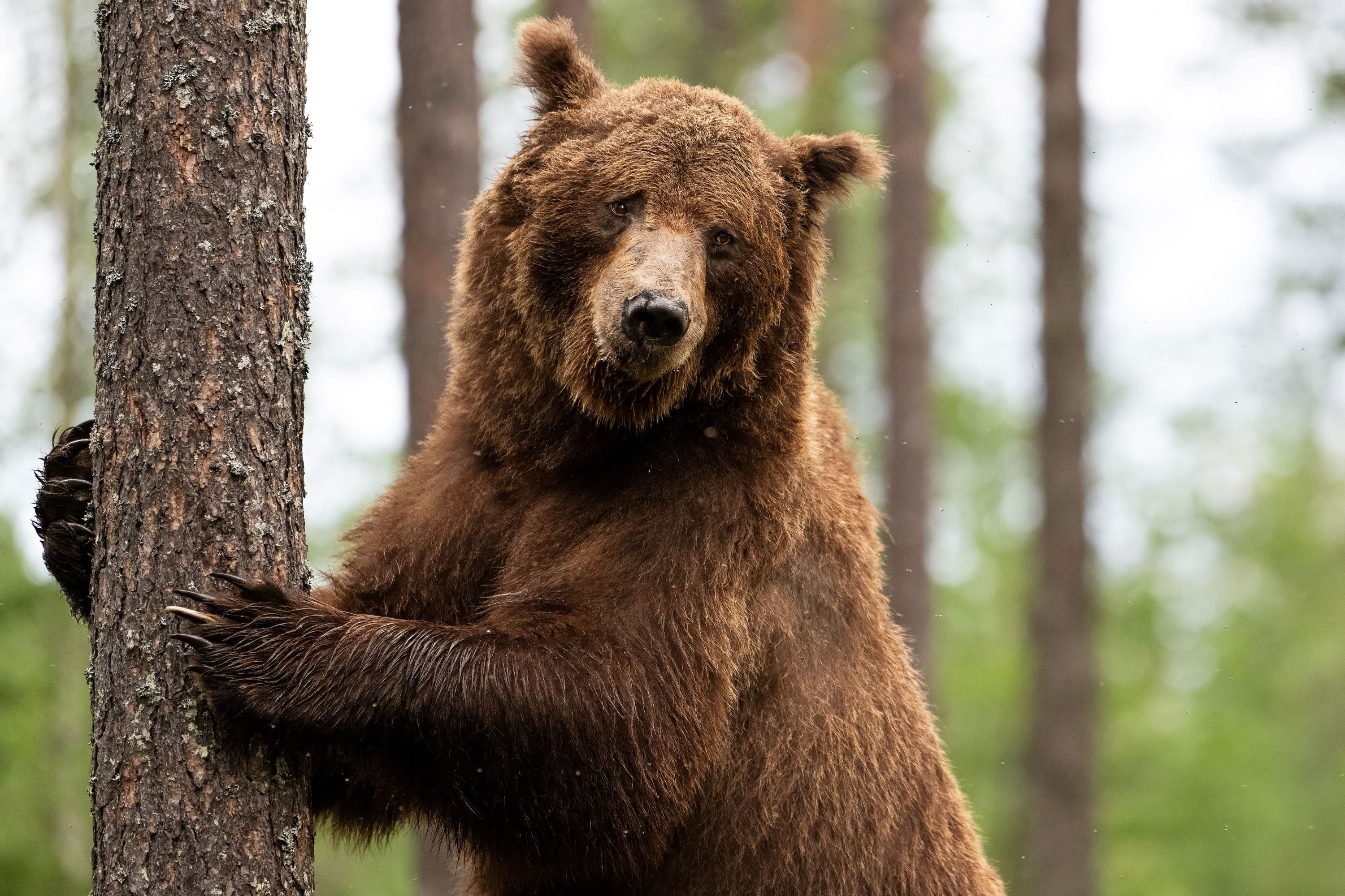 IA gera pânico na Rússia: multa por foto falsa de urso